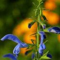 Salvia patens 'Blue Angel' fleur (2)